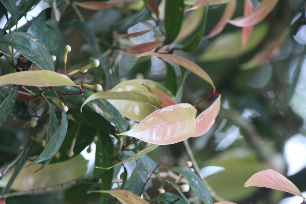 Syzygium cylindricum (Wight) Alston